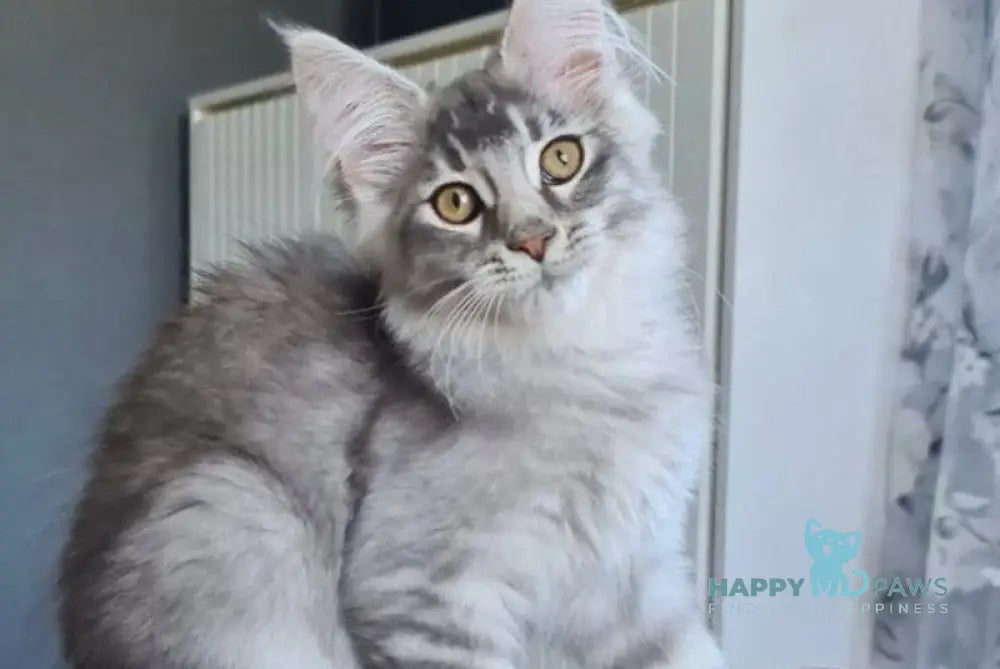 Urbech Maine Coon male black silver ticked tabby live animals