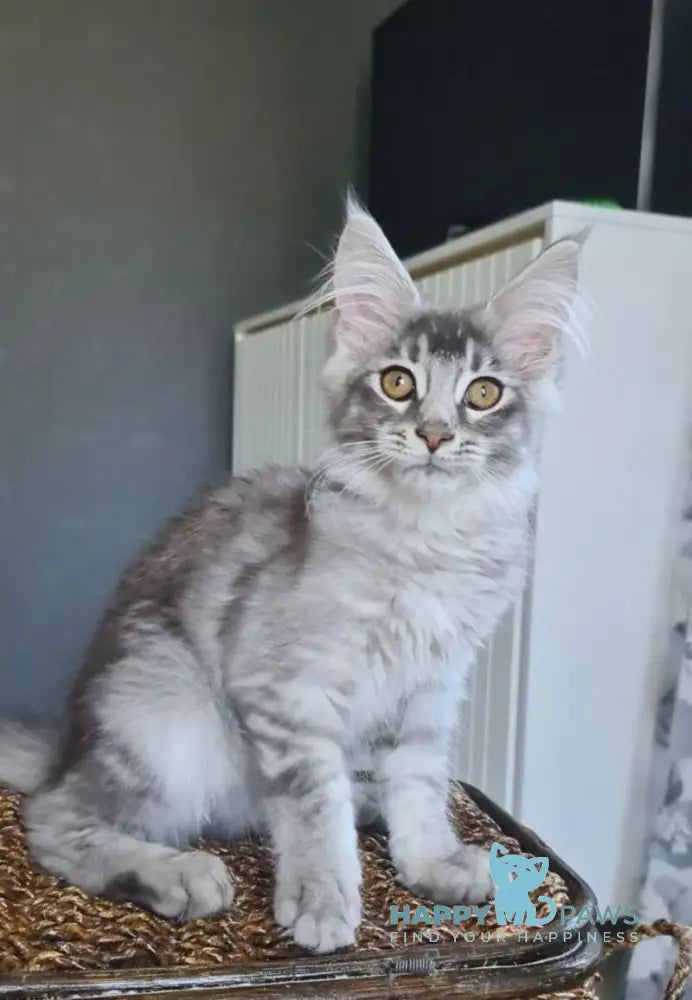Urbech Maine Coon male black silver ticked tabby live animals