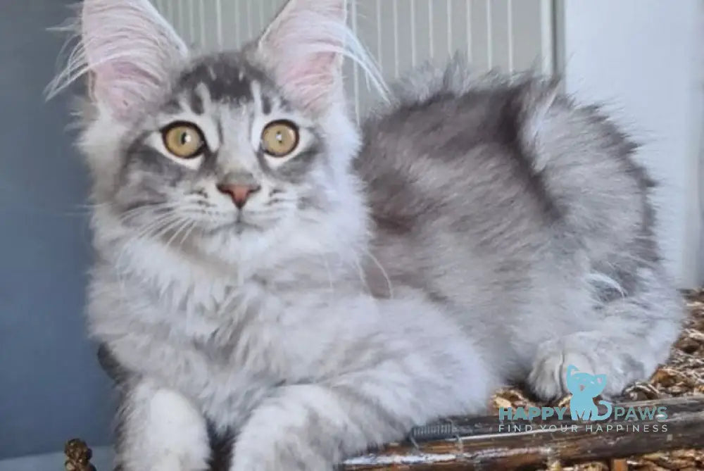 Urbech Maine Coon male black silver ticked tabby live animals