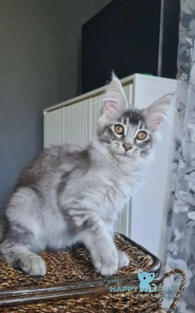 Urbech Maine Coon male black silver ticked tabby live animals