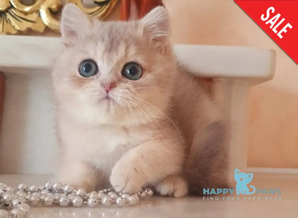 Urfin British Shorthair male blue golden shaded live animals