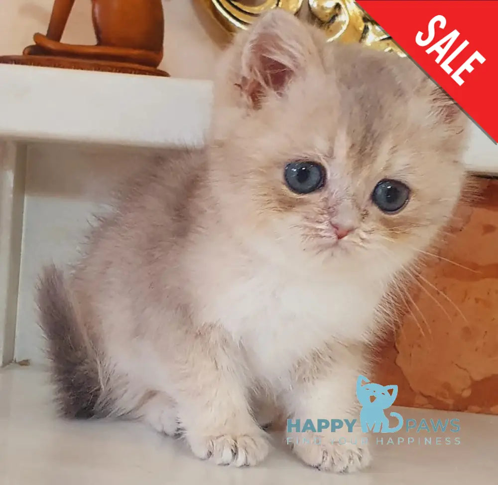 Urfin British Shorthair male blue golden shaded live animals
