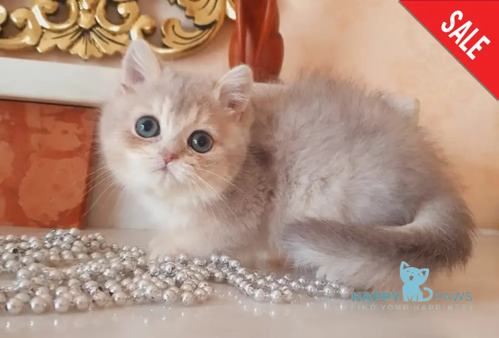 Urfin British Shorthair male blue golden shaded live animals