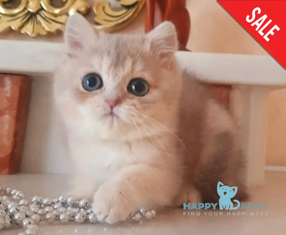 Urfin British Shorthair male blue golden shaded live animals