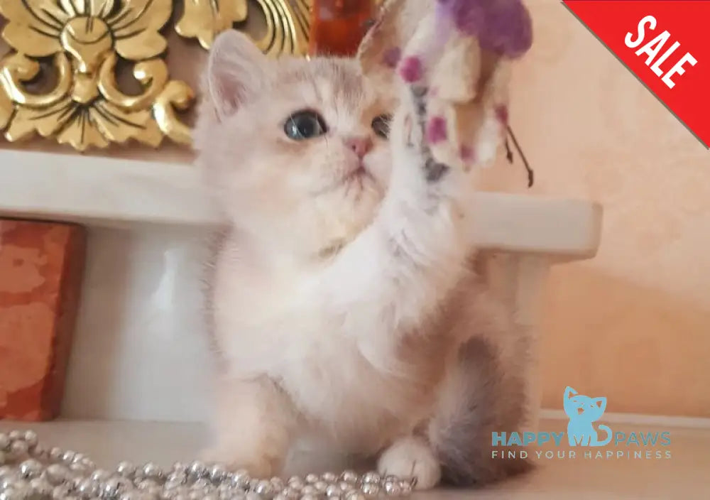 Urfin British Shorthair male blue golden shaded live animals