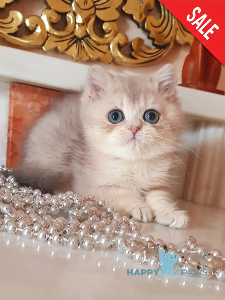 Urfin British Shorthair male blue golden shaded live animals