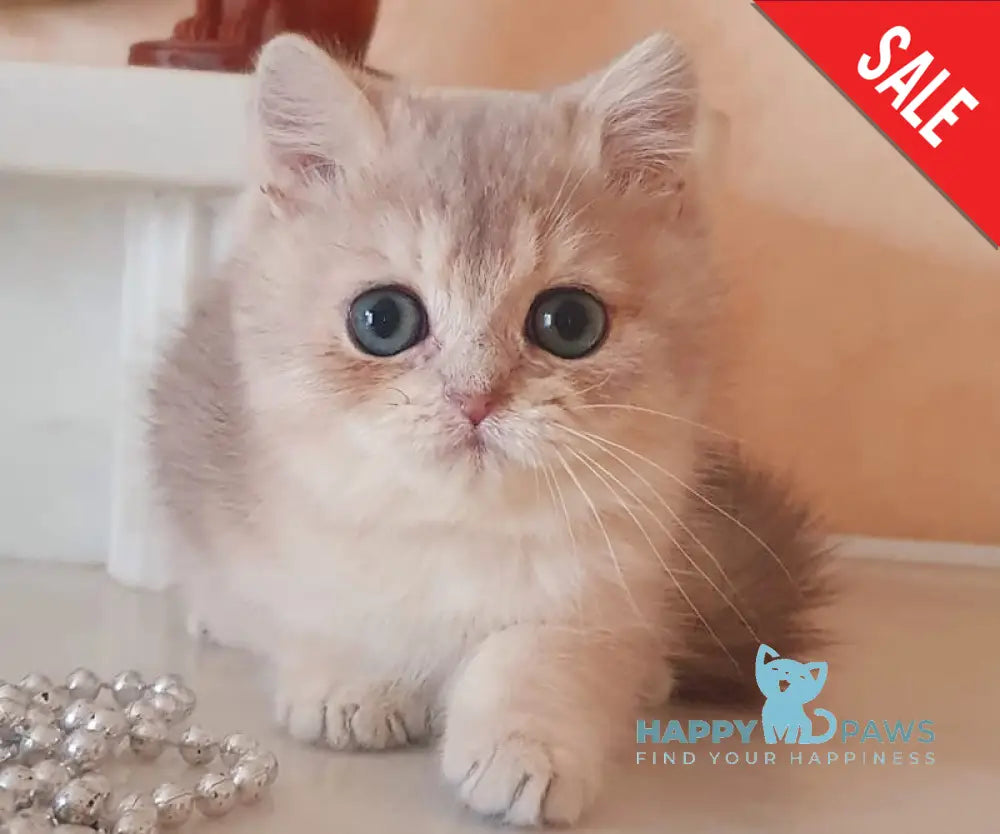 Urfin British Shorthair male blue golden shaded live animals