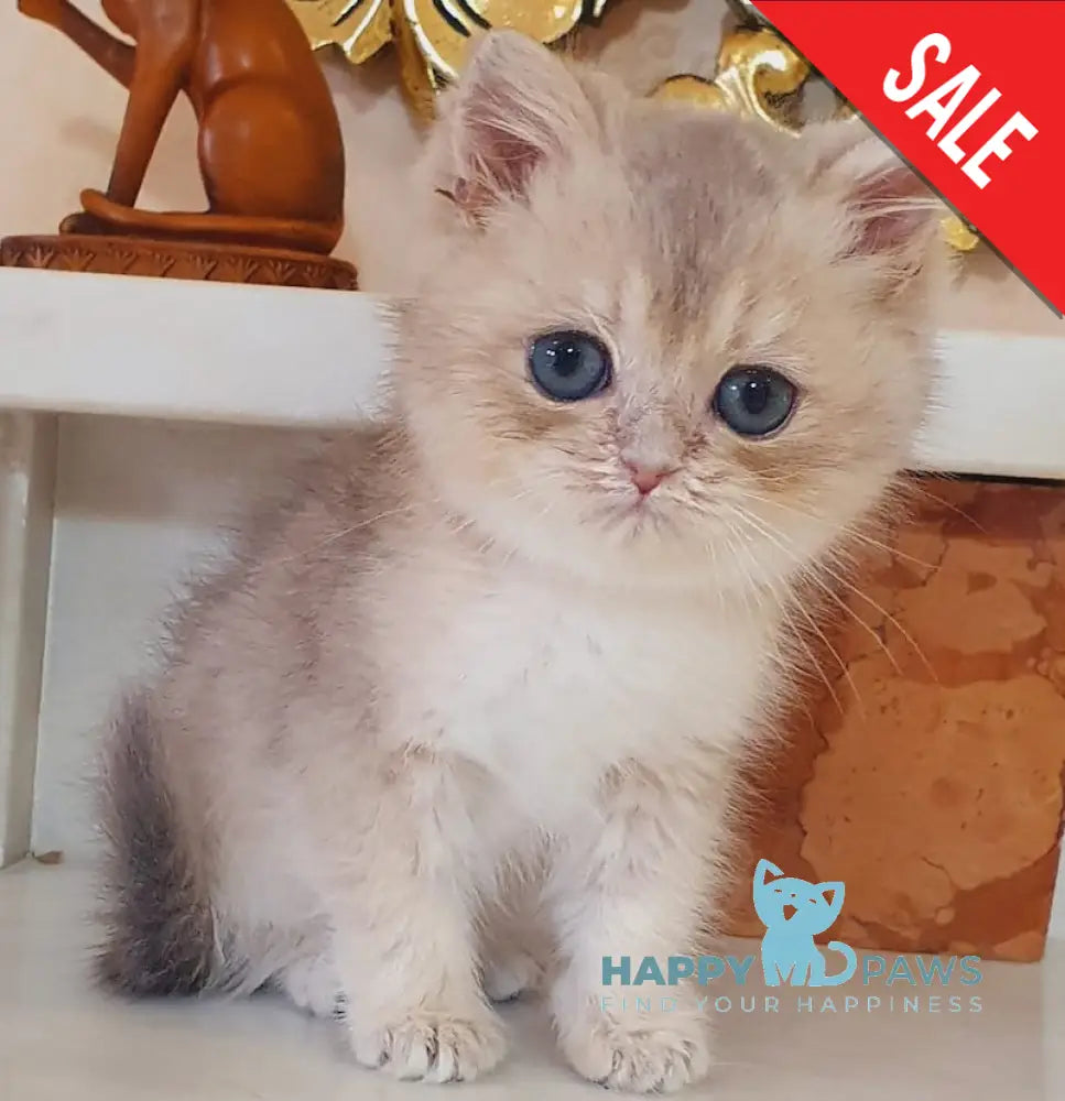 Urfin British Shorthair male blue golden shaded live animals