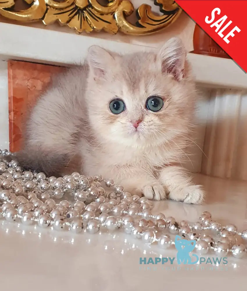 Urfin British Shorthair male blue golden shaded live animals