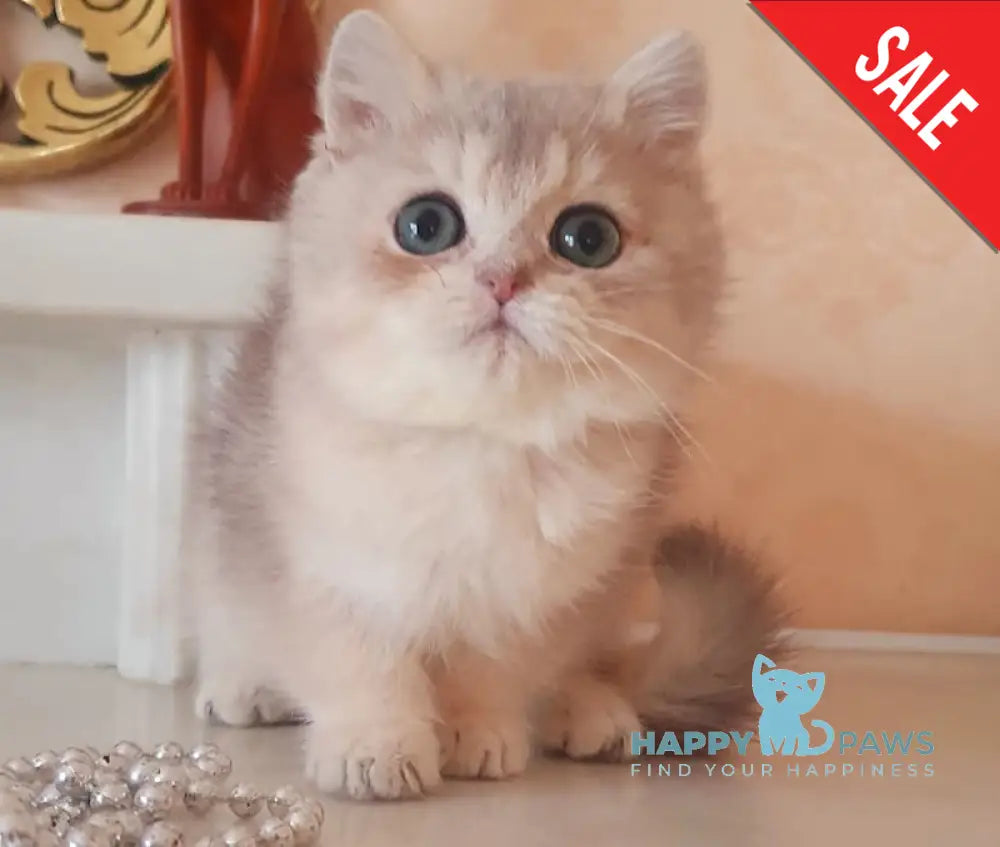Urfin British Shorthair male blue golden shaded live animals