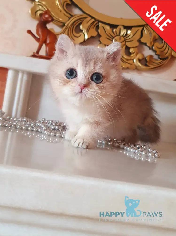 Urfin British Shorthair male blue golden shaded live animals