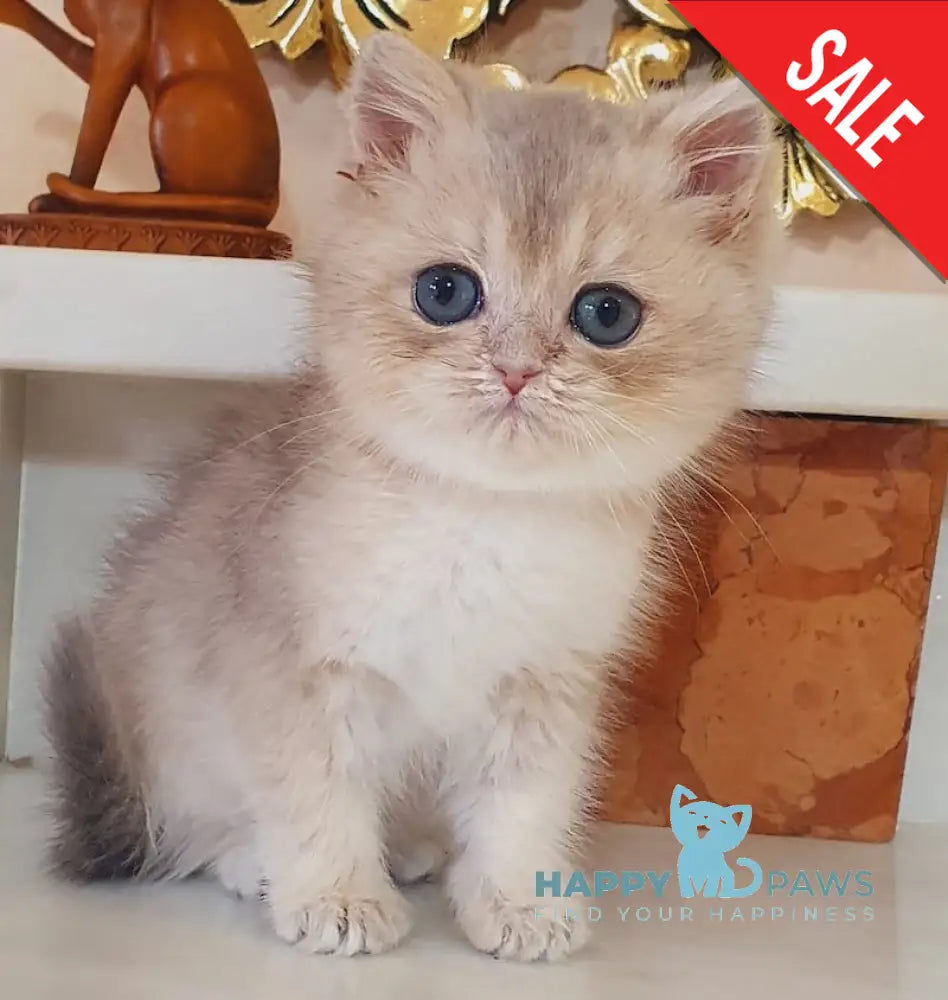 Urfin British Shorthair male blue golden shaded live animals