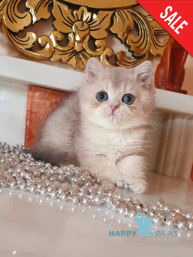 Urfin British Shorthair male blue golden shaded live animals