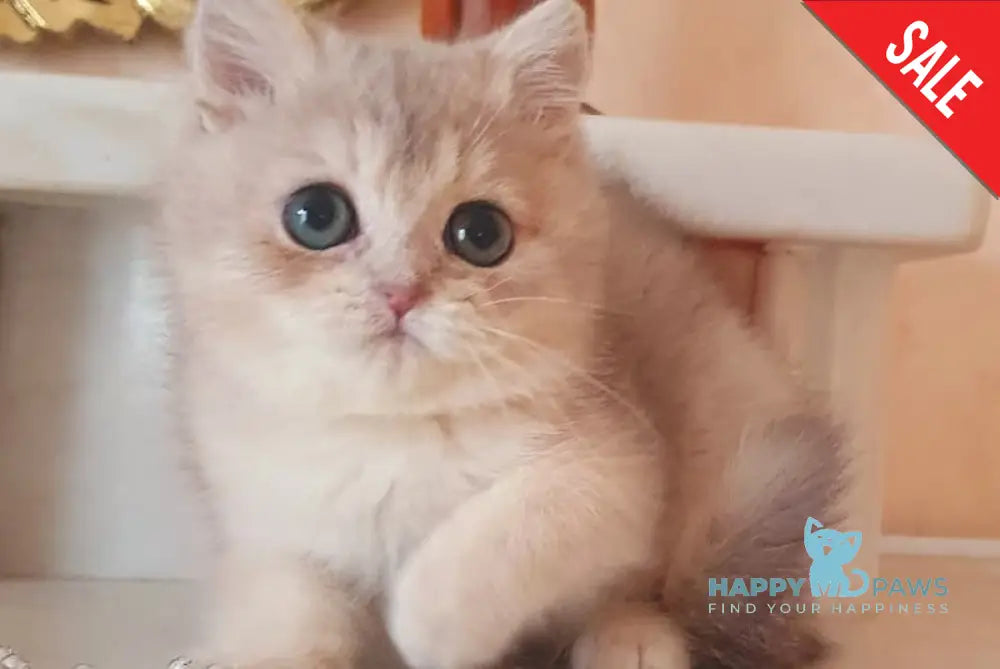 Urfin British Shorthair male blue golden shaded live animals