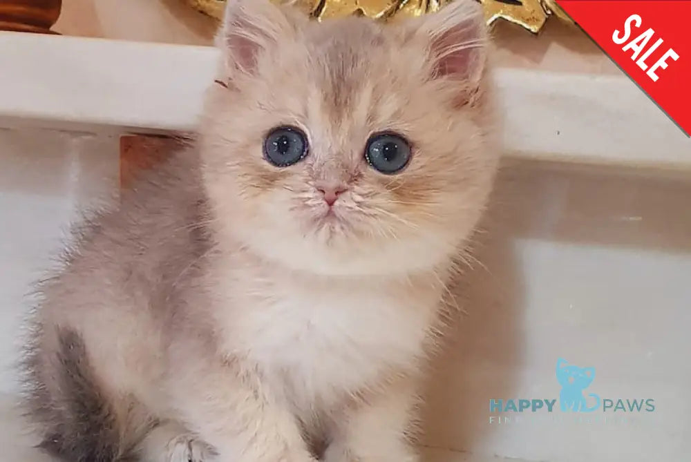 Urfin British Shorthair male blue golden shaded live animals