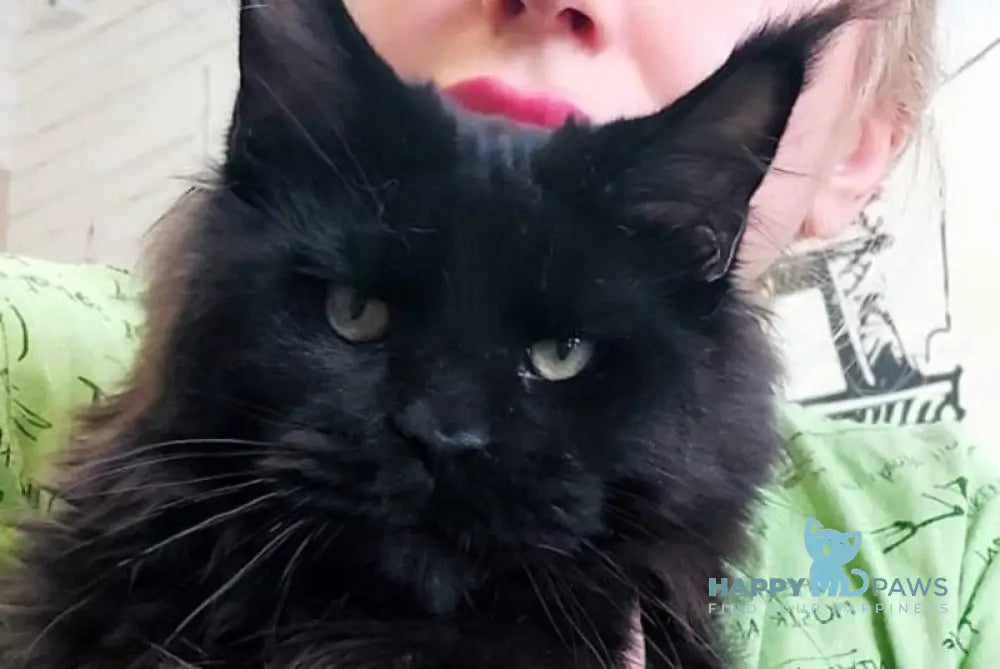 Urfin Maine Coon male black - live animals