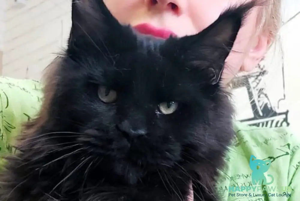 Urfin Maine Coon male black - live animals