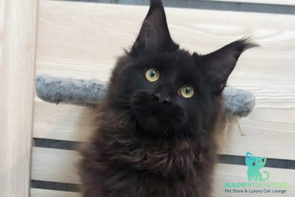 Urfin Maine Coon male black - live animals