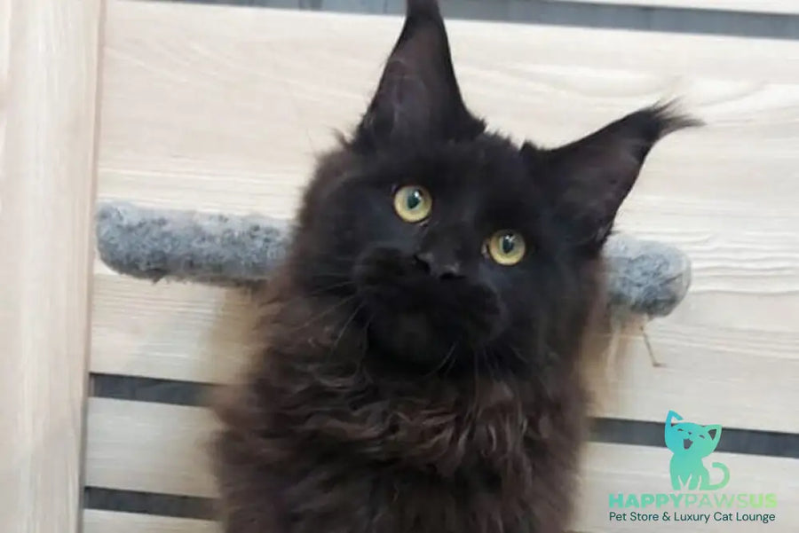 Urfin Maine Coon male black - live animals