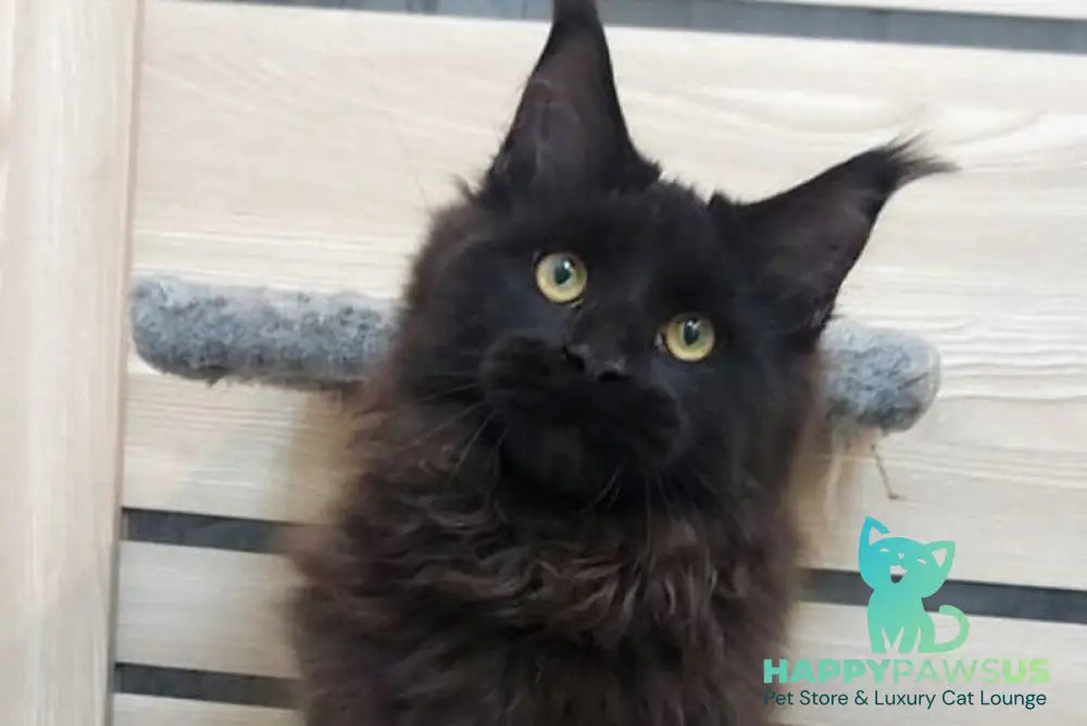Urfin Maine Coon male black - live animals