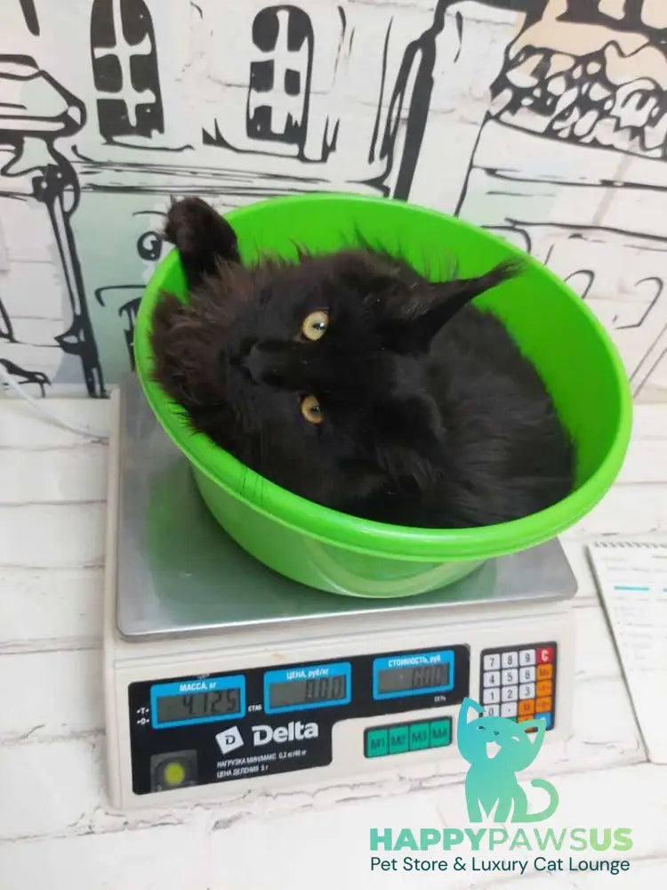 Urfin Maine Coon male black - live animals