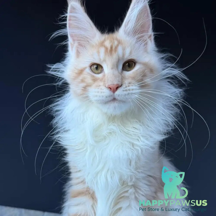 Urfin Maine Coon polydactyl male red silver with white tabby - live animals
