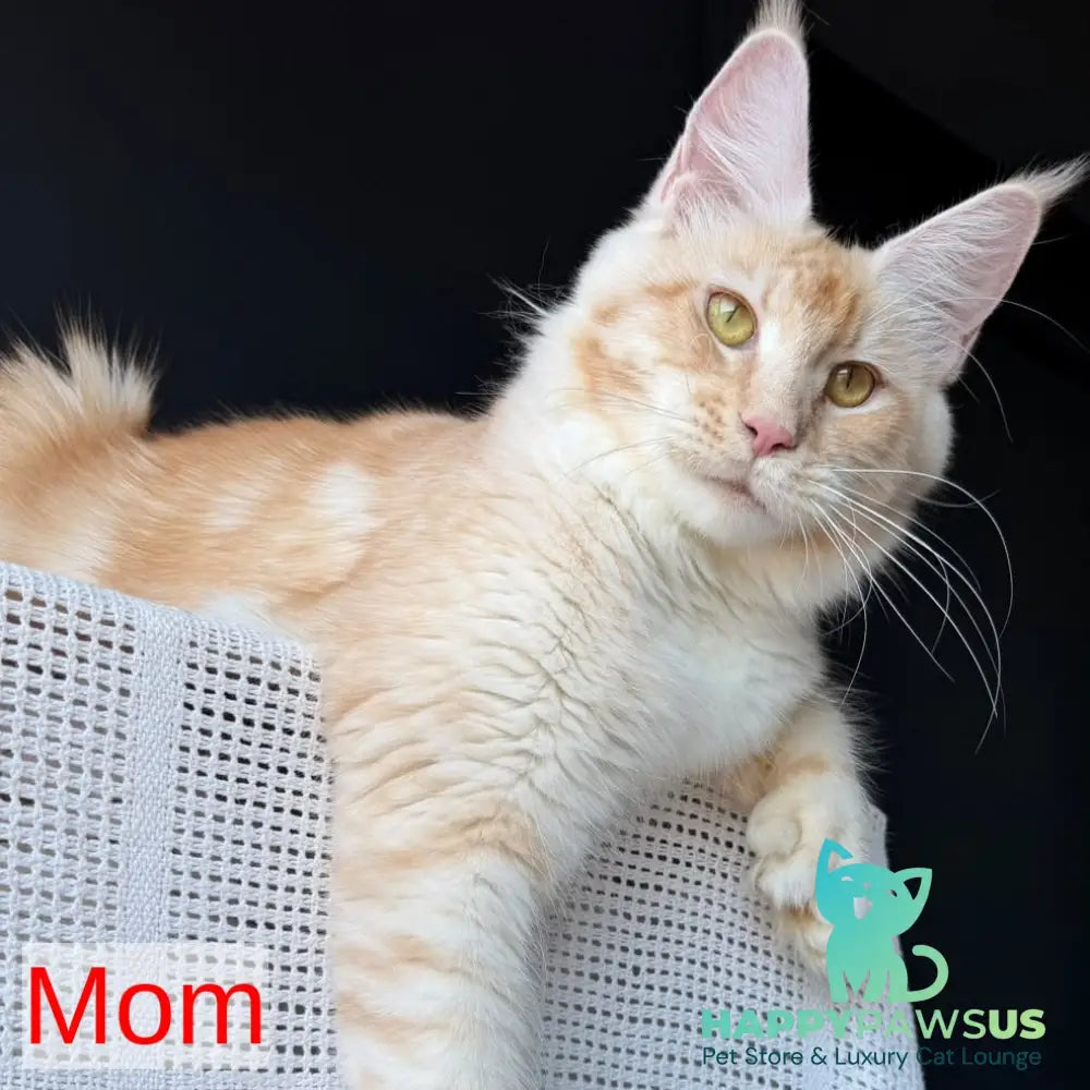Urfin Maine Coon polydactyl male red silver with white tabby - live animals