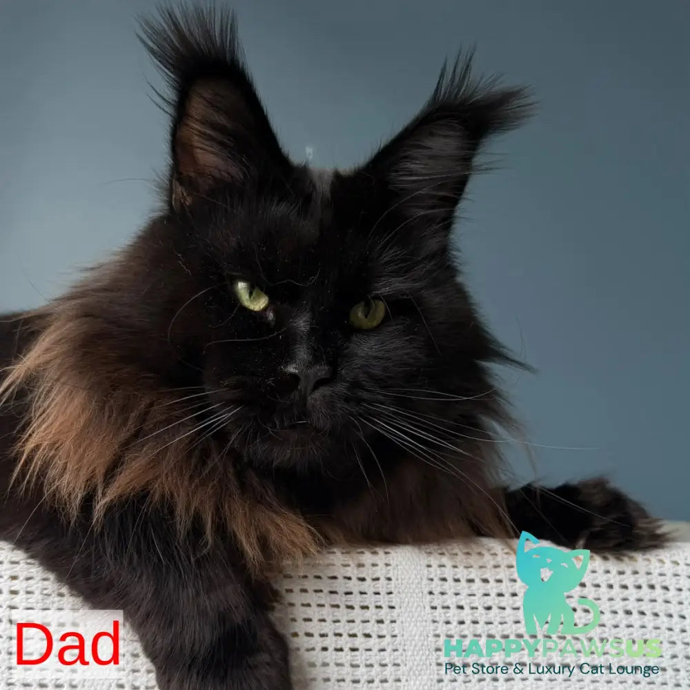 Urfin Maine Coon polydactyl male red silver with white tabby - live animals