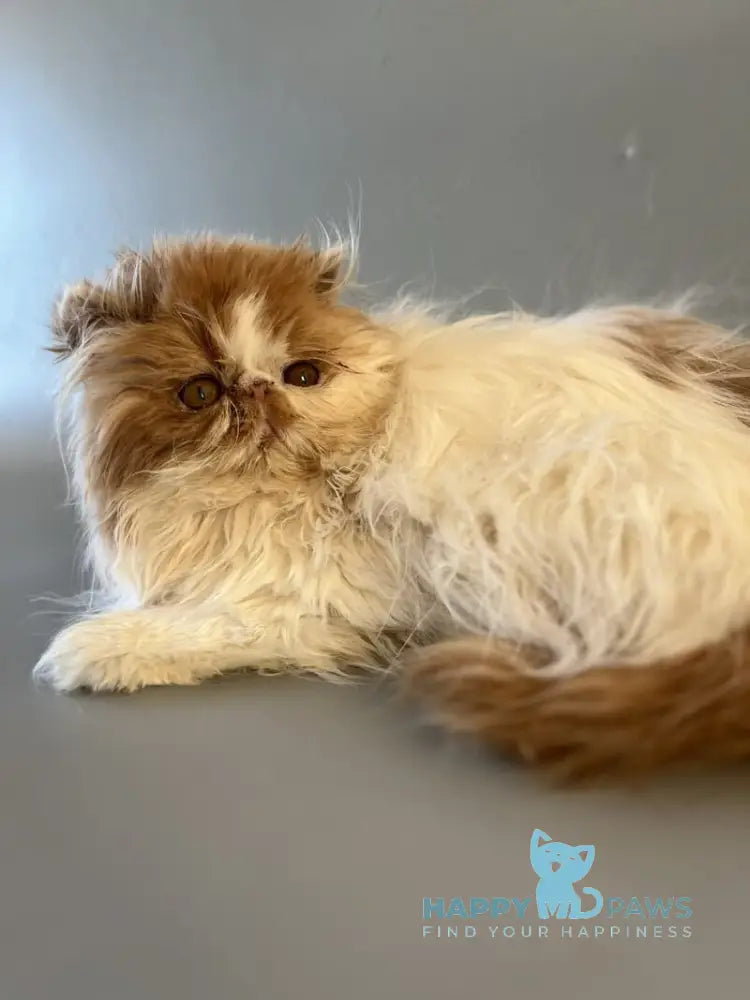 Urfin Persian male cream harlequin live animals