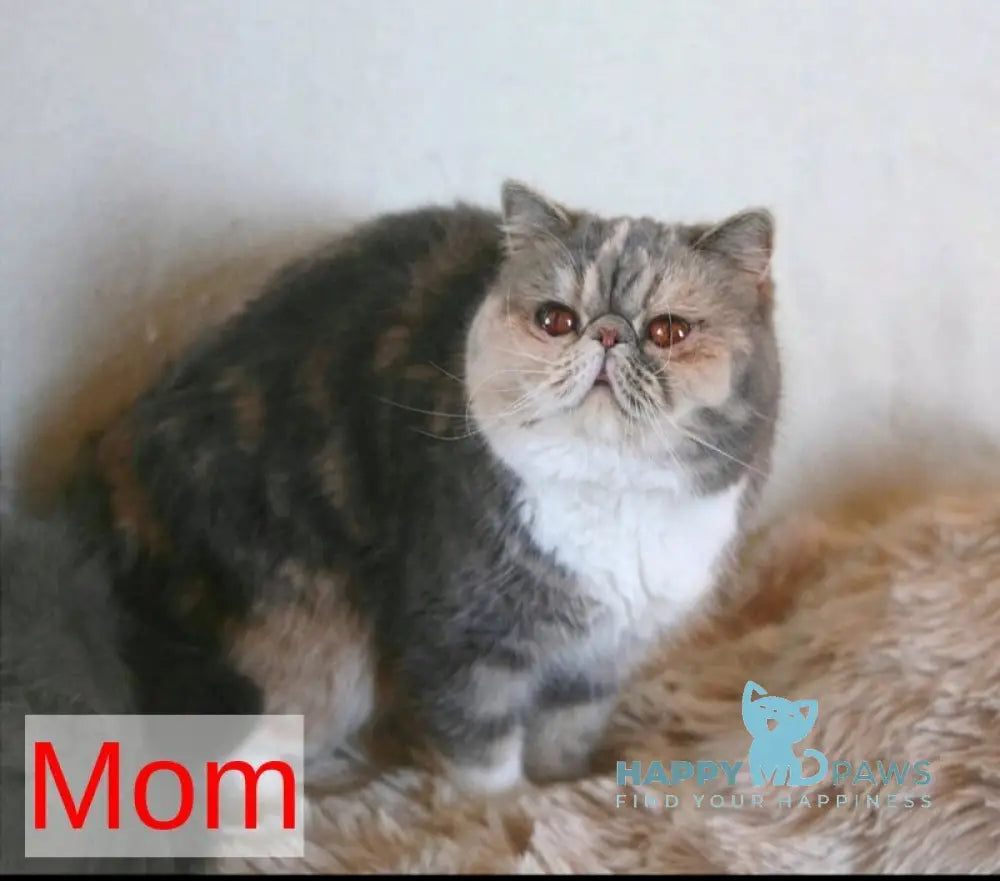 Urfin Persian male cream harlequin live animals