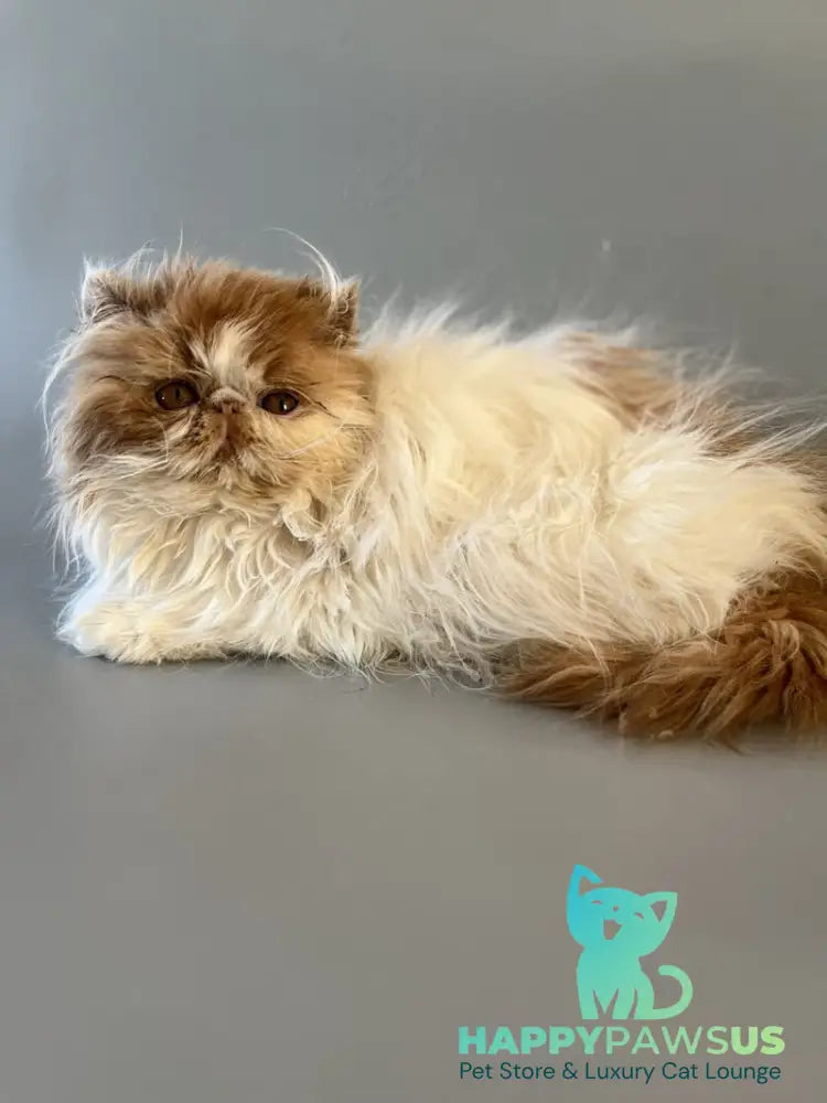 Urfin Persian male cream harlequin live animals