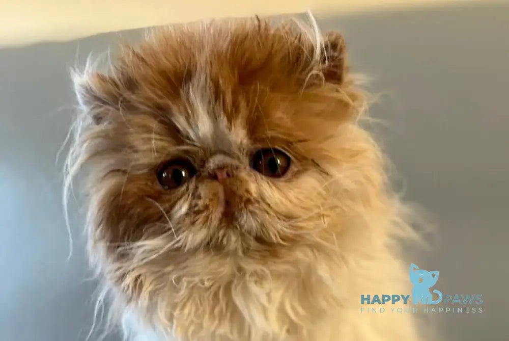 Urfin Persian male cream harlequin live animals