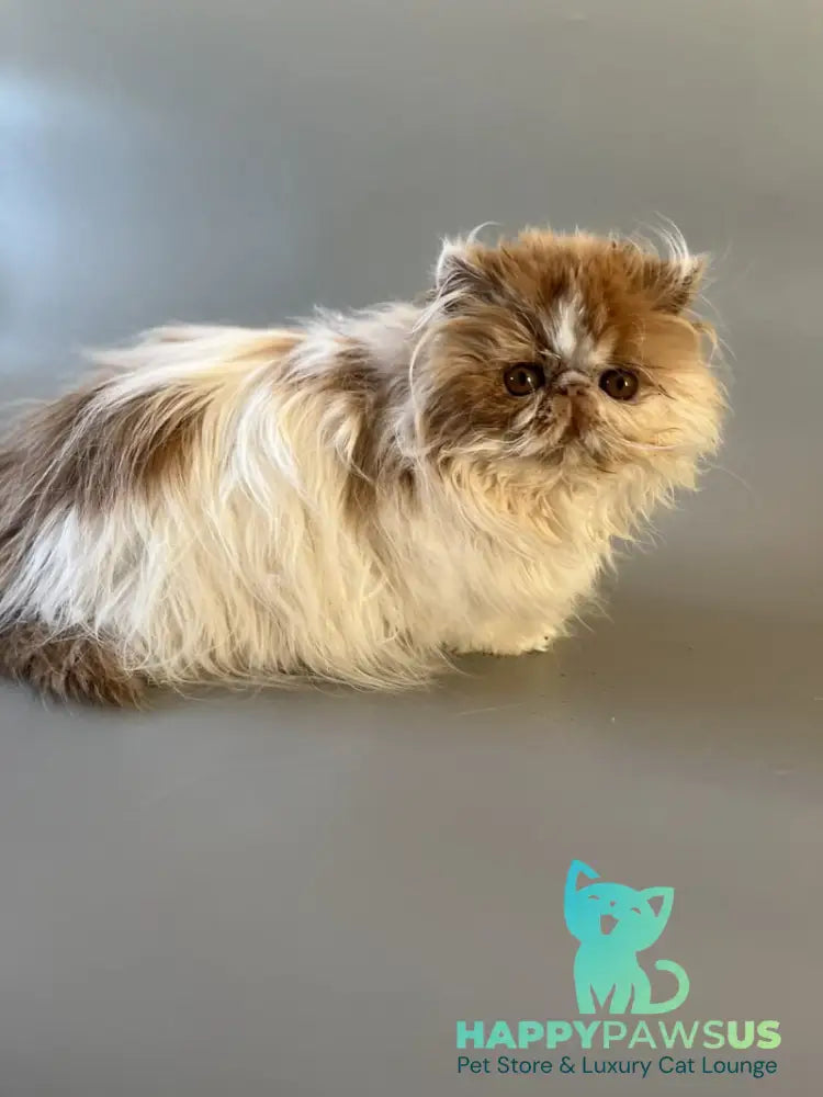 Urfin Persian male cream harlequin live animals