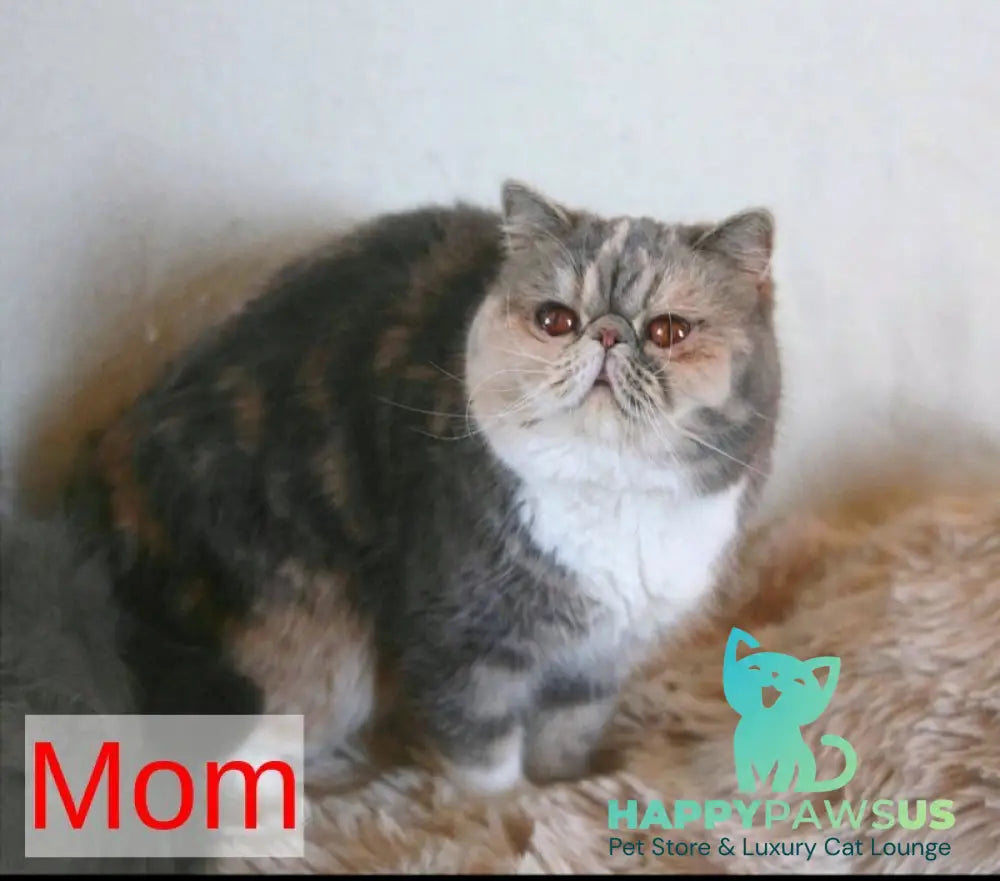Urfin Persian male cream harlequin live animals