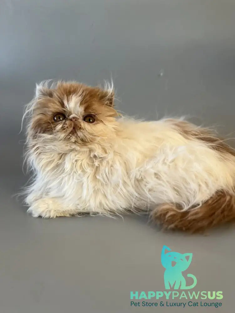 Urfin Persian male cream harlequin live animals