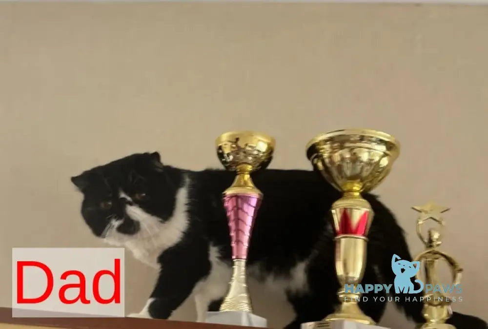 Urfin Persian male cream harlequin live animals