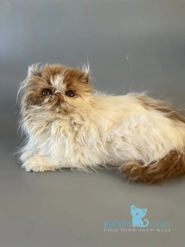 Urfin Persian male cream harlequin live animals