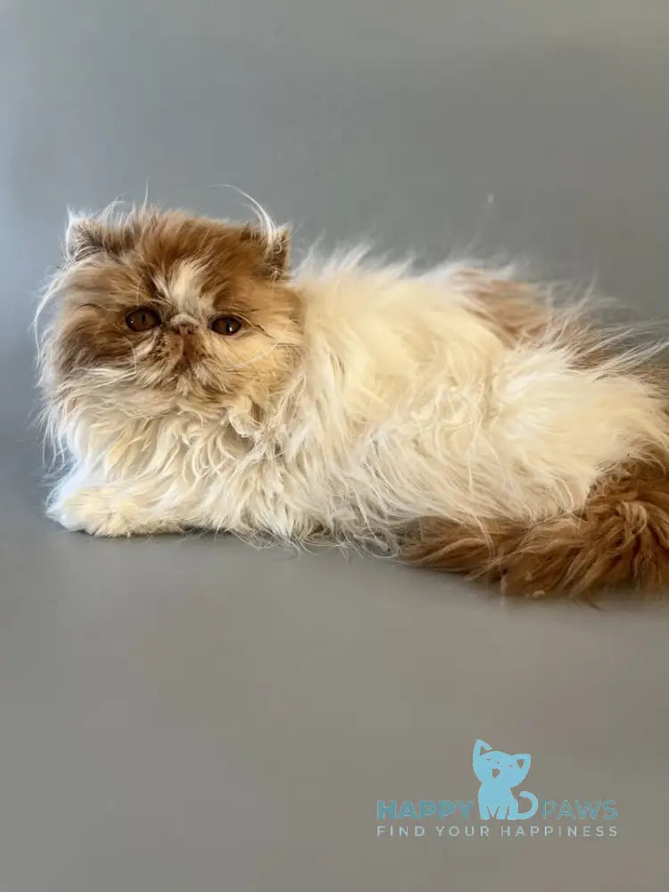 Urfin Persian male cream harlequin live animals