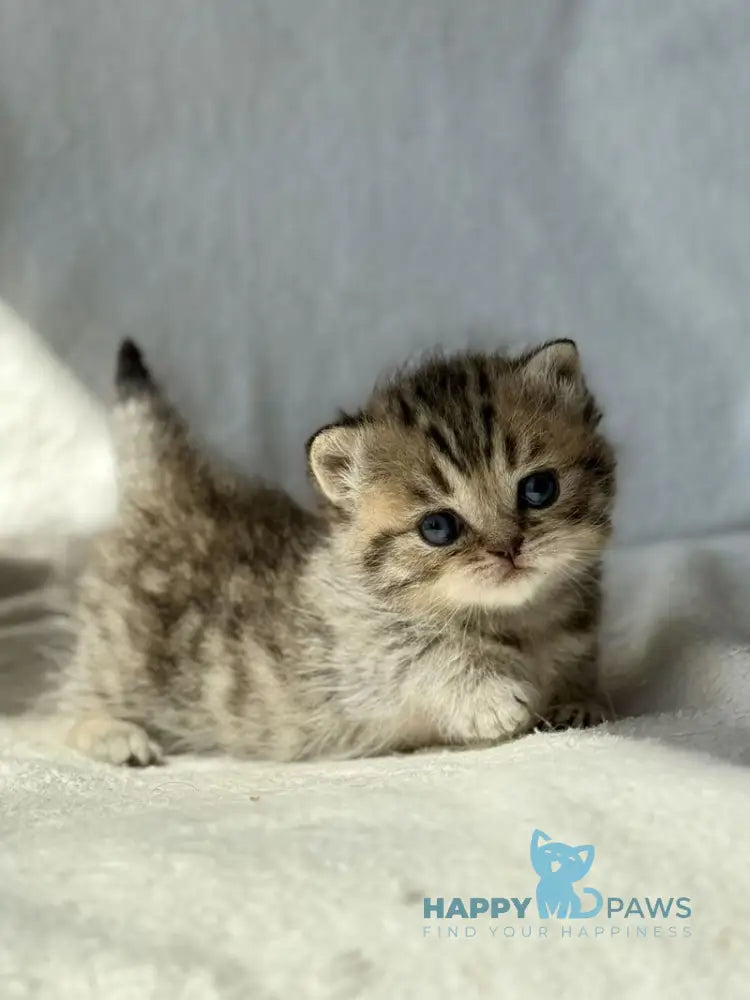 Uri Munchkin female black spotted tabby - live animals