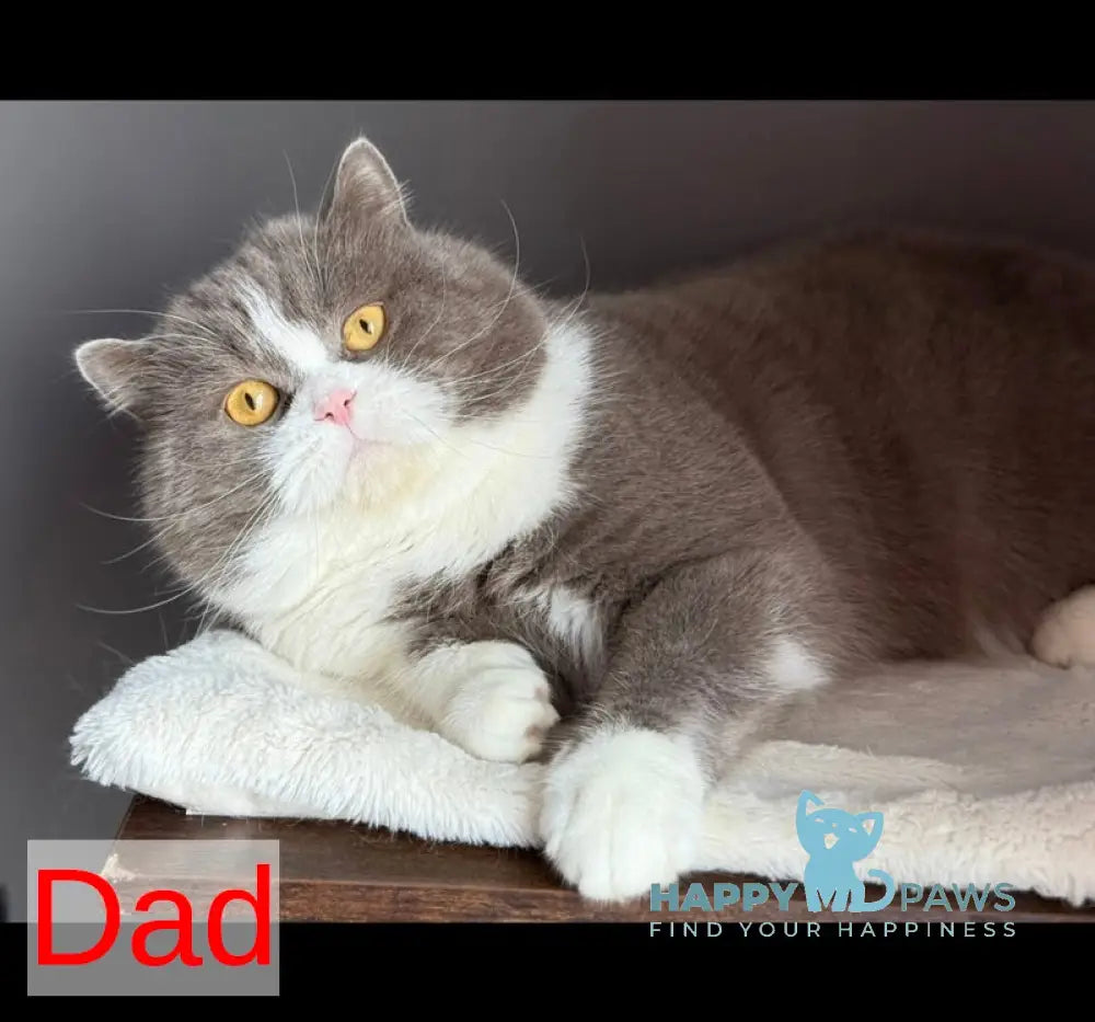Uri Munchkin female black spotted tabby - live animals