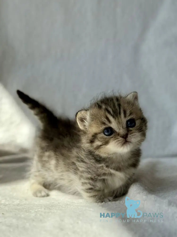 Uri Munchkin female black spotted tabby - live animals