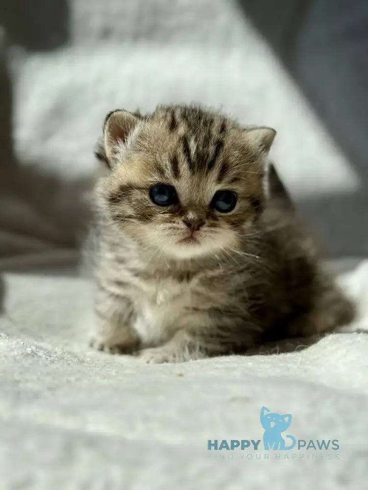 Uri Munchkin female black spotted tabby - live animals