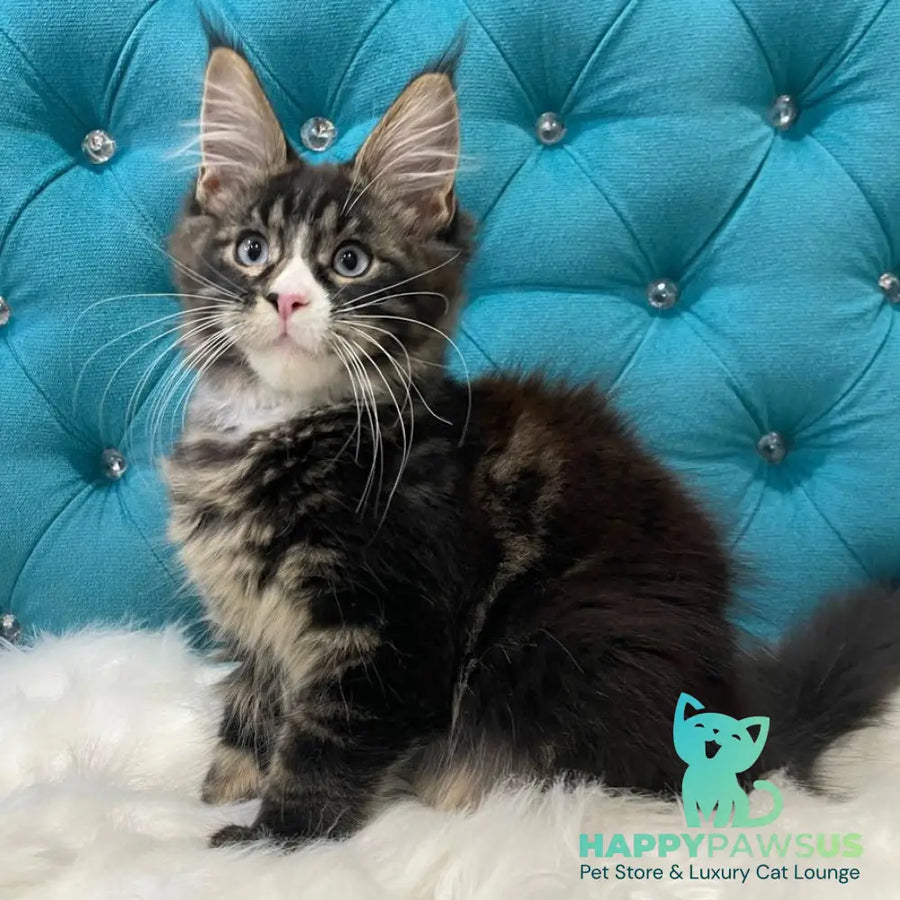 Urkhon Maine Coon male black tabby with white - live animals