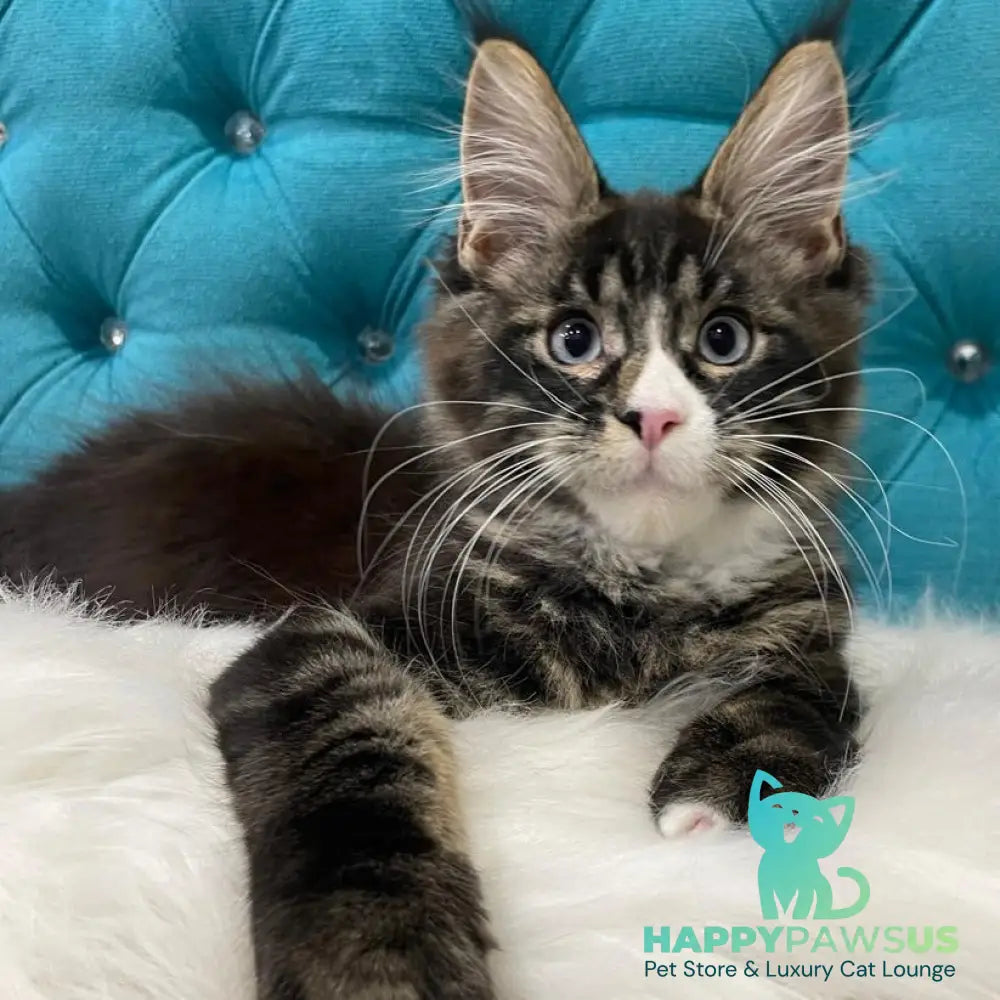 Urkhon Maine Coon male black tabby with white - live animals
