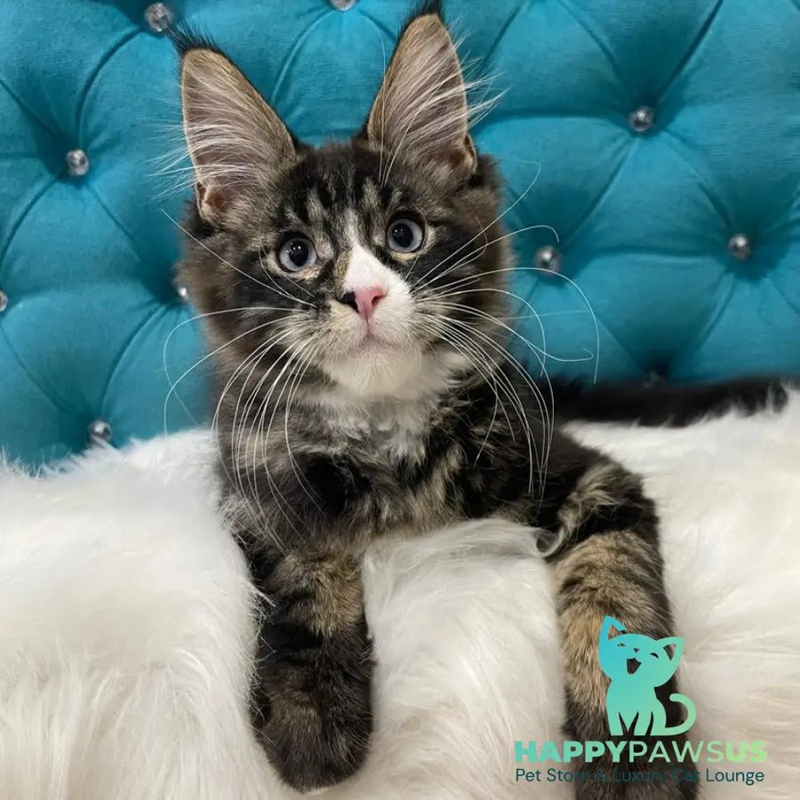 Urkhon Maine Coon male black tabby with white - live animals