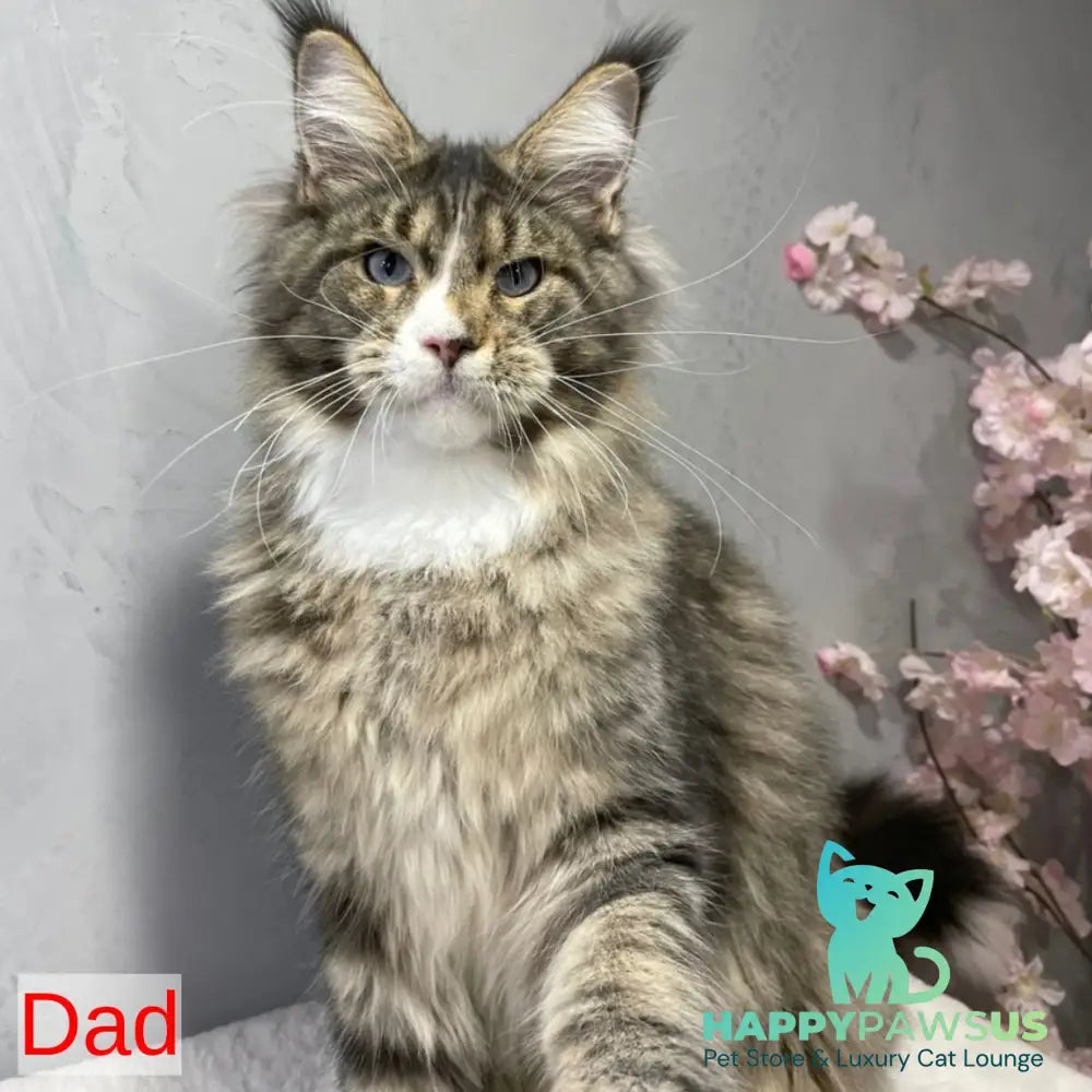 Urkhon Maine Coon male black tabby with white - live animals