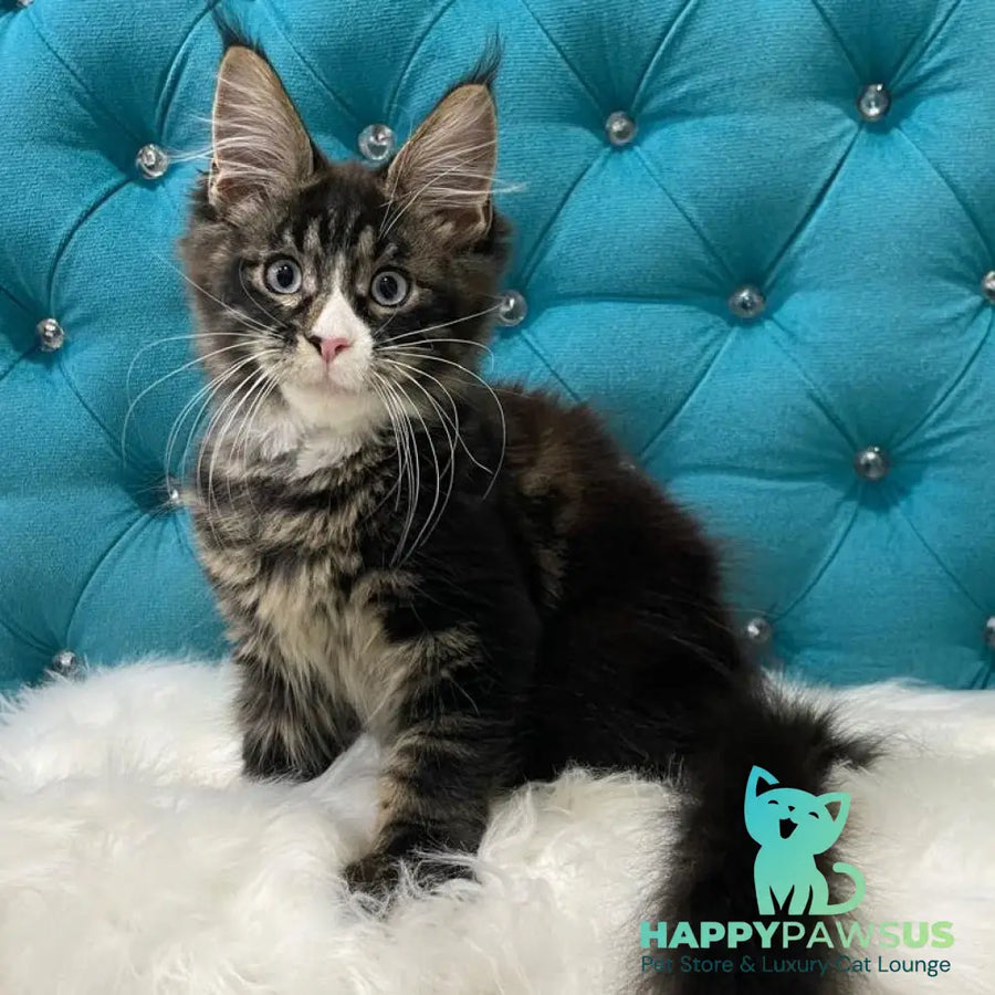 Urkhon Maine Coon male black tabby with white - live animals
