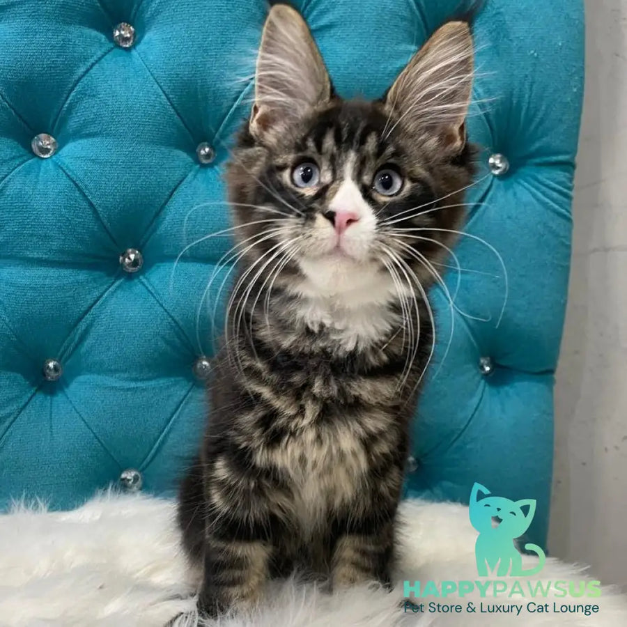 Urkhon Maine Coon male black tabby with white - live animals