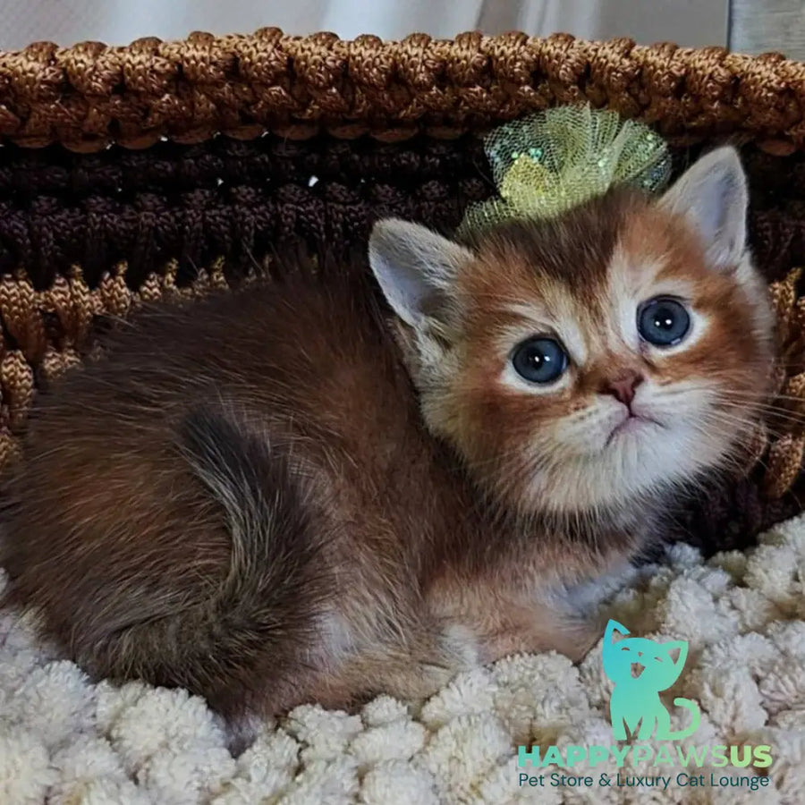 Urmala British Shorthair female chocolate tortie ticked tabby - live animals