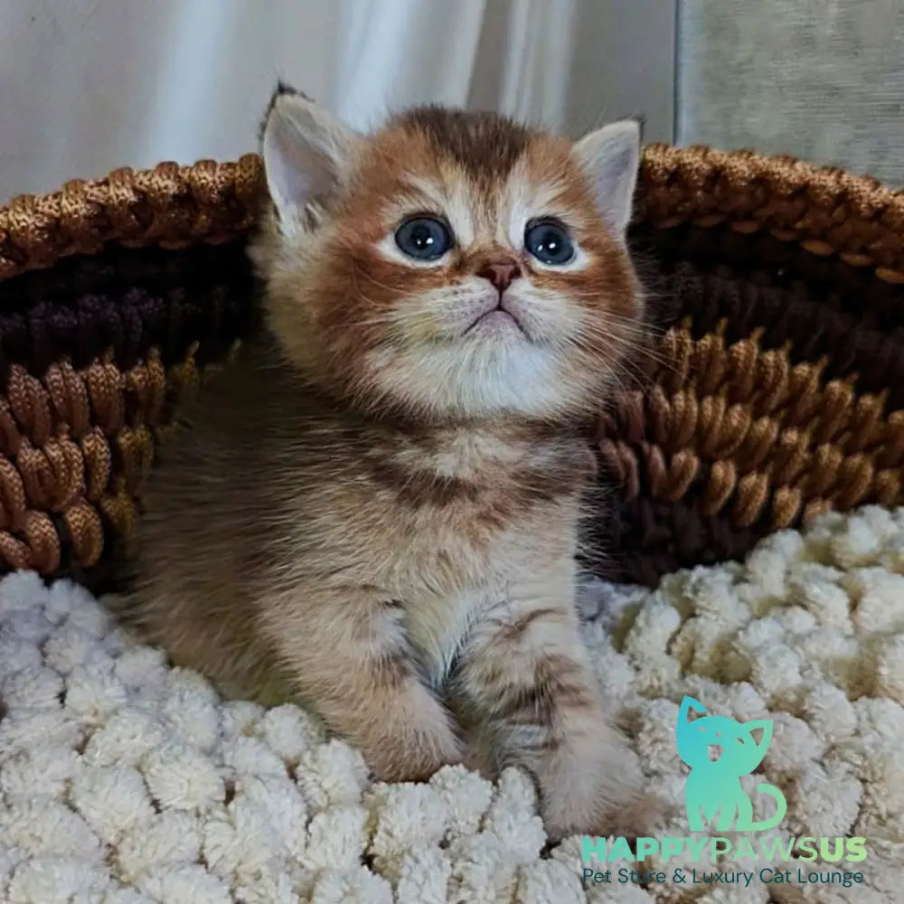 Urmala British Shorthair female chocolate tortie ticked tabby - live animals
